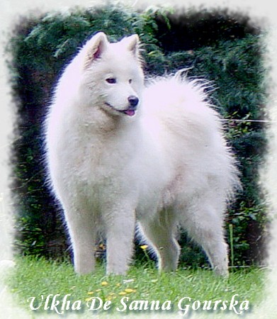 Ulkha