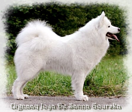 Joya 3 ans (3 years)