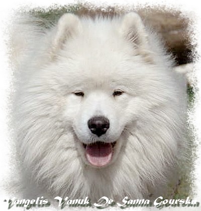 Vanuk 2 ans - fiche