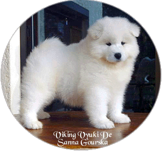 Vyuki 8 semaines (8 weeks)