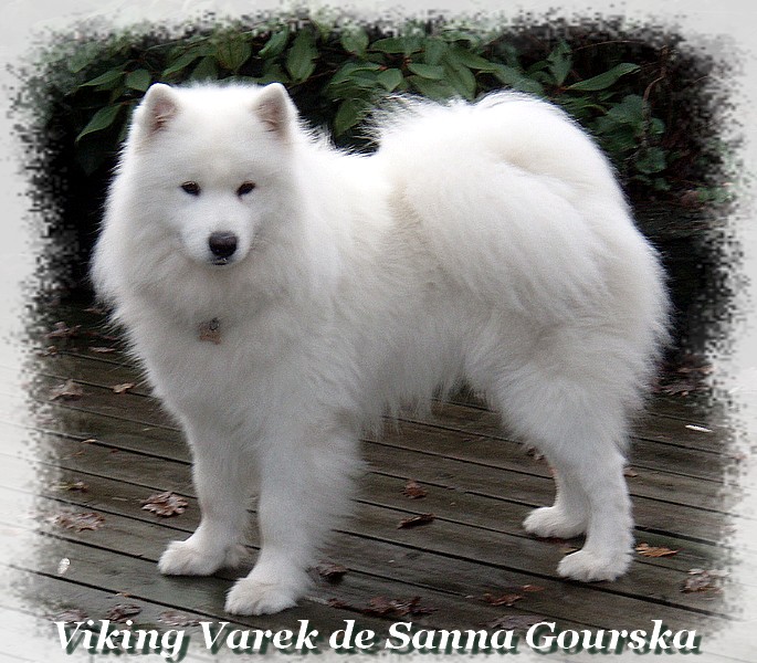 Varek