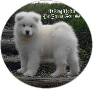 Voleg 12 semaines (12 weeks)