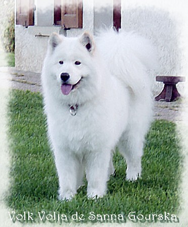 Volja