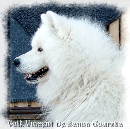 Vincent