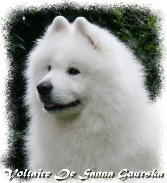 Voltaire