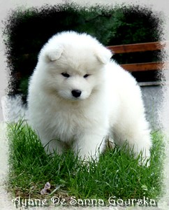 Ayane 7 semaines (7 weeks)