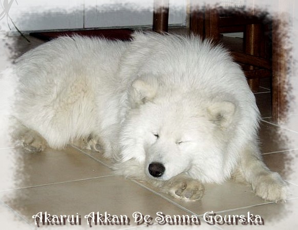 Akkan 8 mois (8 months)