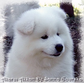 Akkan 2 mois (2 months)