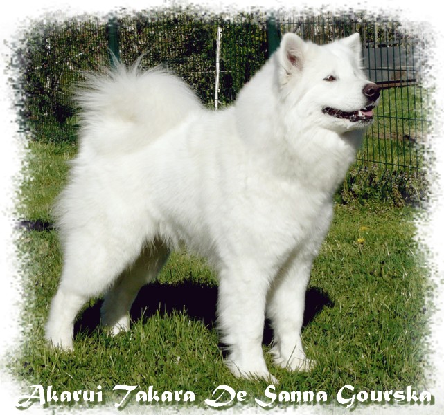 Takara 30 mois en mue (30 months out of coat)