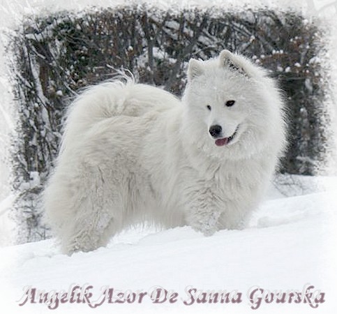 Azor 14 mois (14 months)