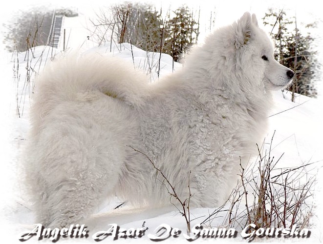 Azor 2 ans