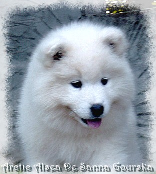 Alsea 7 semaines (7 weeks)