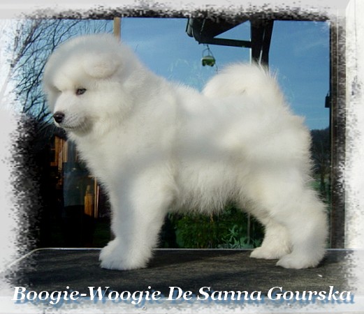 Bowie 2 mois (2 months)