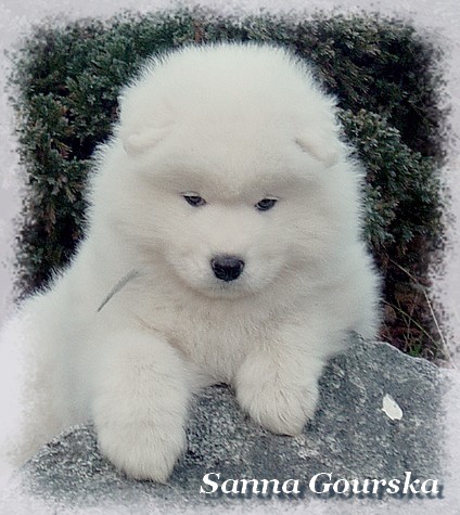 Boogie-Woogie De Sanna Gourska - 6 weeks