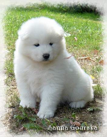 Ba'al Moya De Sanna Gourska - 6 weeks