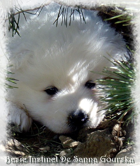 6 semaines (6 weeks)