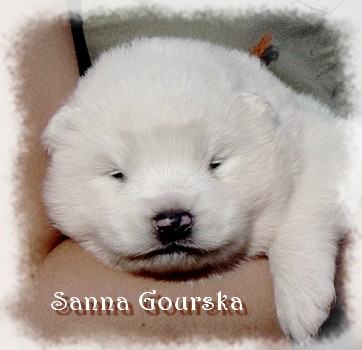 Biken Bucky De Sanna Gourska - 2 weeks