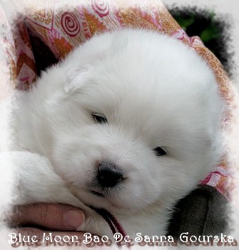 Bles Moon Bao De Sanna Gourska  - 3 weeks