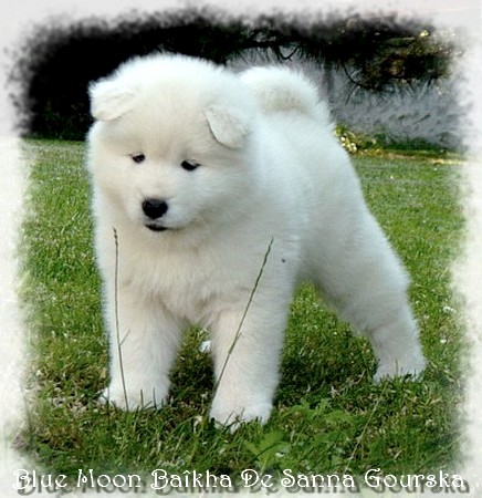 6 semaines (6 weeks)