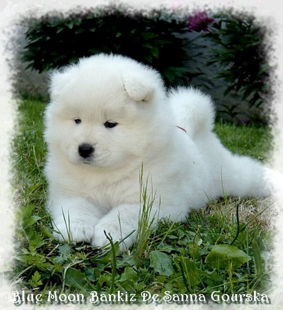 6 semaines (6 weeks)