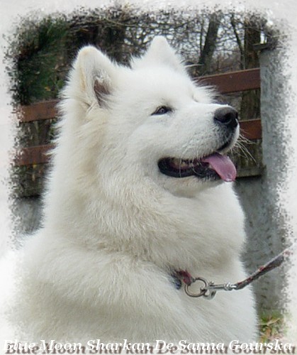 Koyuk 7 mois (7 months)