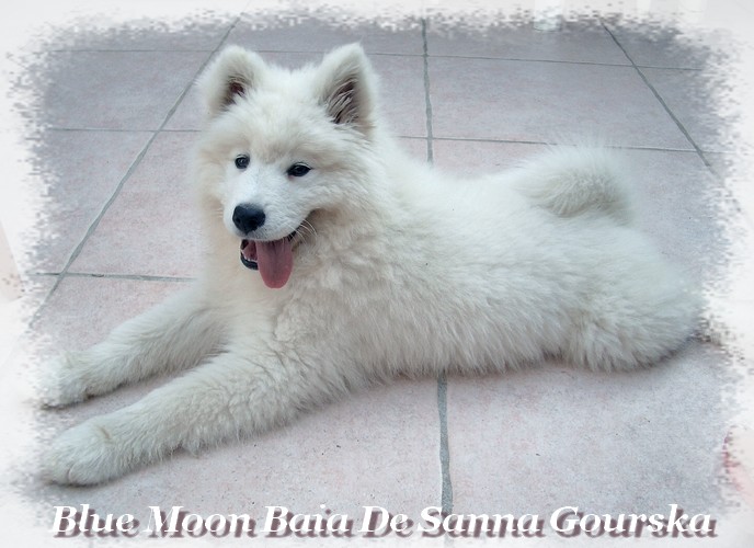 Baia 3,5 mois (3.5 months)