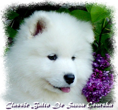 Balto