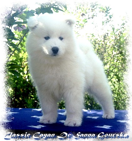 Cayan