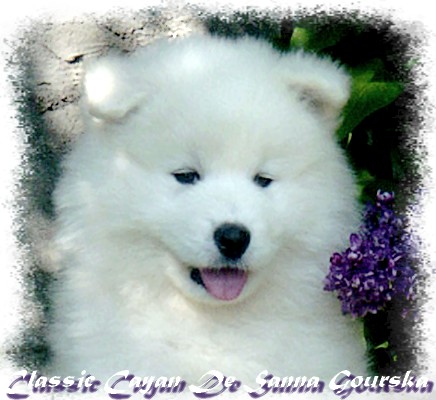 Cayan