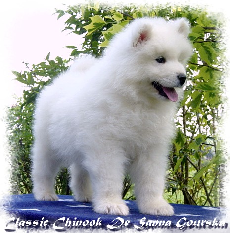 Chinook