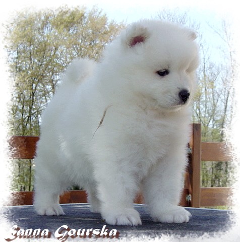 Classic Caïna De Sanna Gourska  - 6 weeks