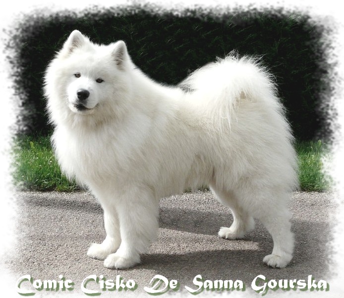 Cisko