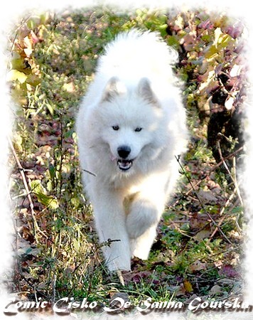 Cisko 1 an (1 year)