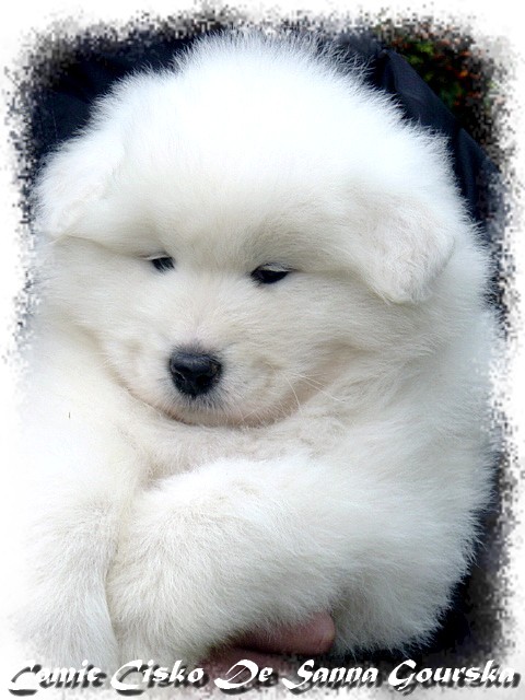 Comic Cisko De Sanna Gourska - 6 weeks