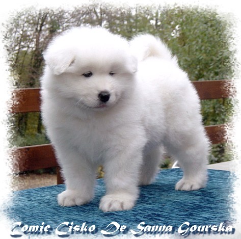 Cisko