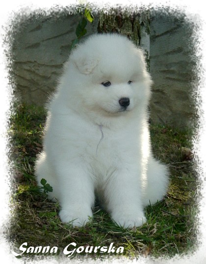 Chic'N Cool De Sanna Gourska - 6 weeks