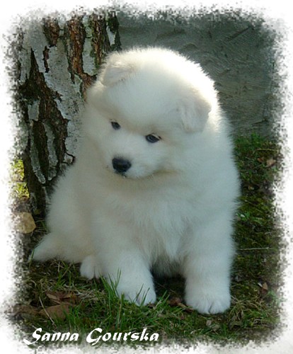 Cool Story De Sanna Gourska - 6 weeks
