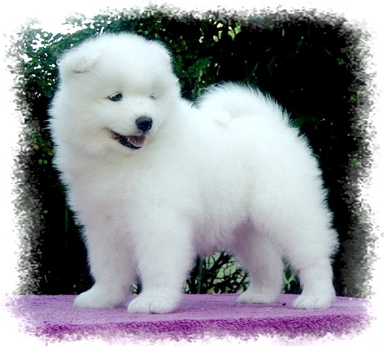 Cool Shy'm De Sanna Gourska - 6 weeks