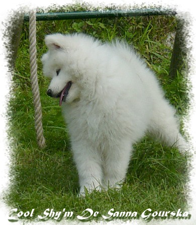 Cool Shy'm De Sanna Gourska - 9 weeks