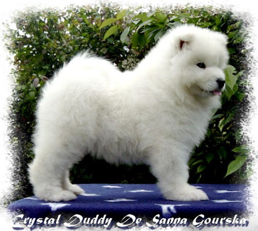 Duddy