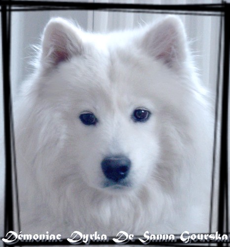 Dyrka
