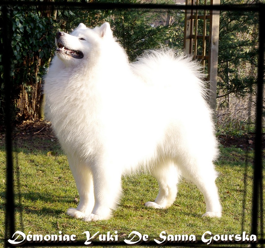 Yuki