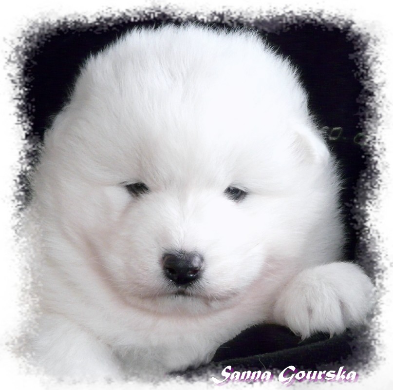 Devil Inside De Sanna Gourska - 4 semaines (4 weeks)
