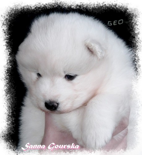 Devilish Angel De Sanna Gourska - 4 semaines (4 weeks)