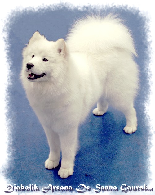Arcana 8 Mois (8 months)