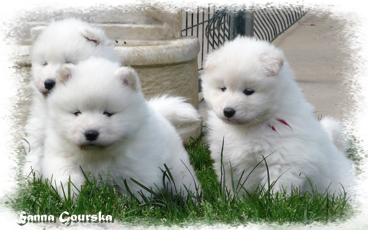 Diabolik 5 semaines (5 weeks)