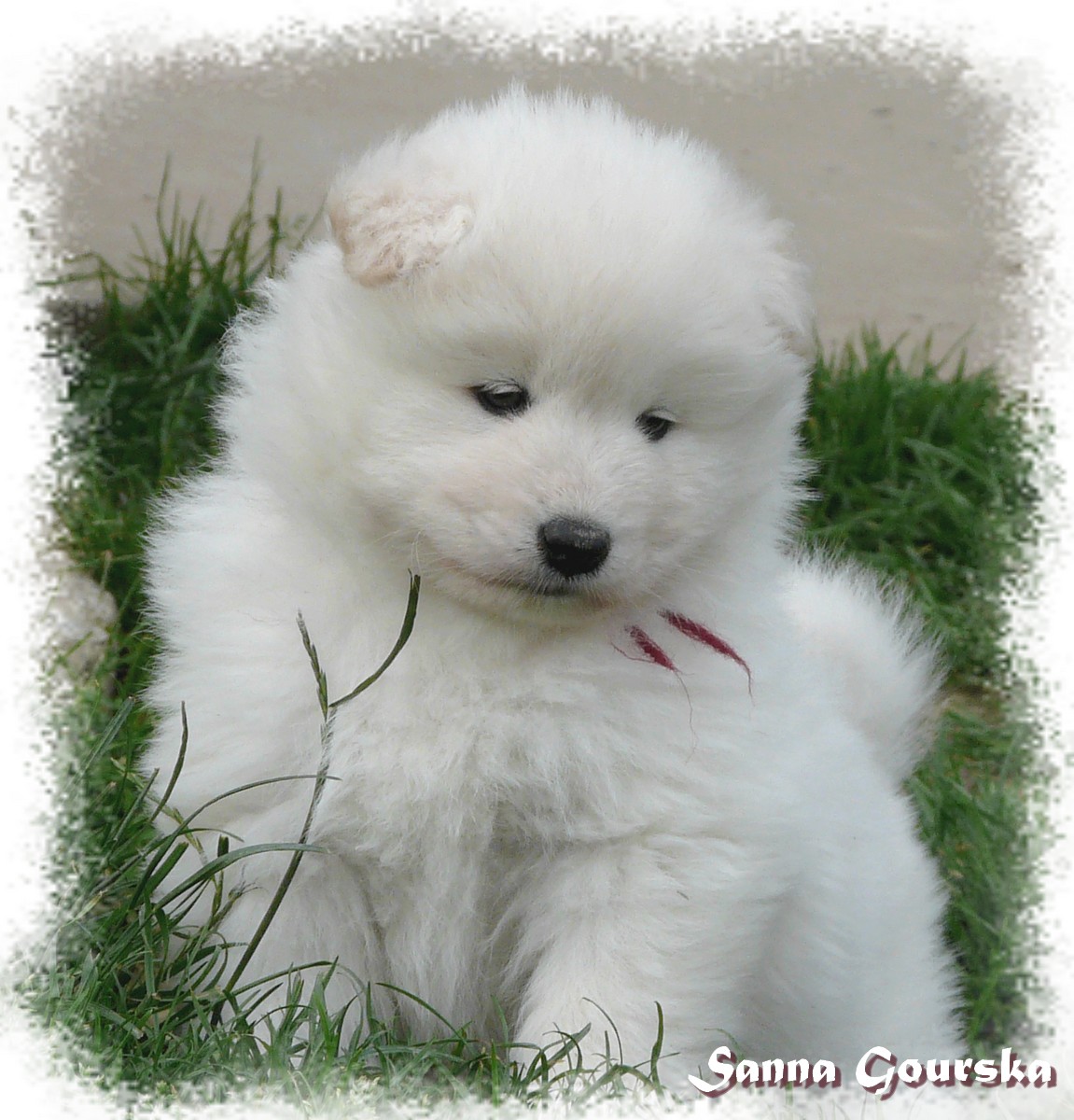 Diabolik Dana De Sanna Gourska - 5 semaines (5 weeks)