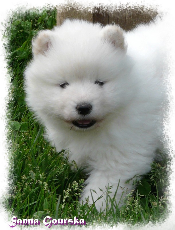 Diabolik Arcana De Sanna Gourska - 5 weeks