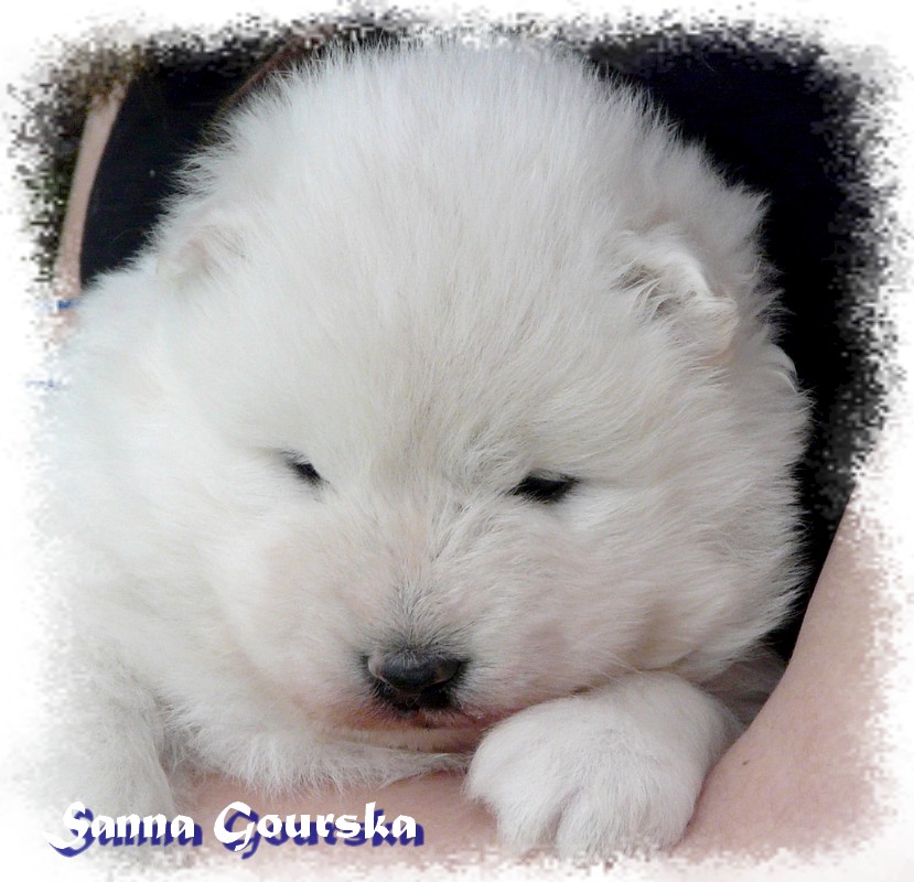 Diabolik Jazz De Sanna Gourska - 3 semaines (3 weeks)