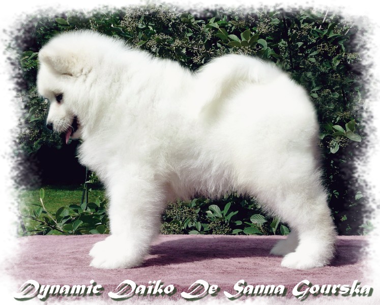 Dynamic Daïko De Sanna Gourska